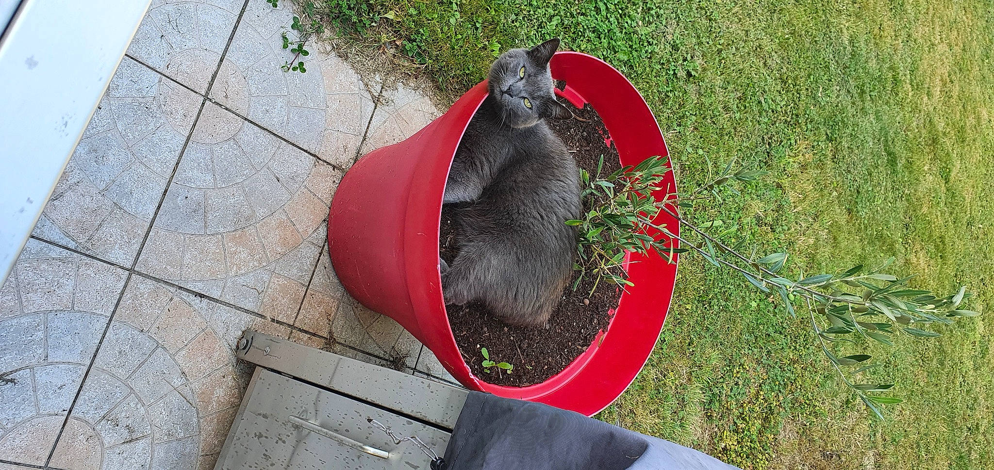 Nuage a rejoint le concours — aidez-le/la à gagner de superbes lots ! black_cat, canidae, carmine, carnivore, cat, collar, dog_breed, domestic_short_haired_cat, fashion_accessory, felidae, flooring, fur, grass, pet_supply, plant, small_to_medium_sized_cats, snout, sporting_group, tail, whiskers