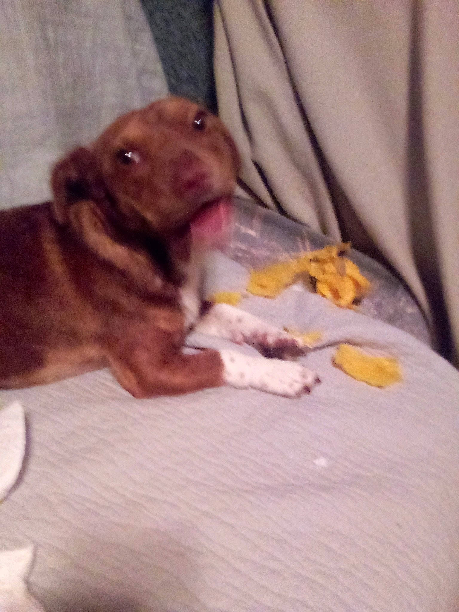 Ronin is registered to the contest to win money with this photo: canidae, carnivore, comfort, companion_dog, curtain, dog, dog_breed, dog_supply, ear, fawn, fur, liver, paw, pet_supply, snout, sporting_group, toy_dog, whiskers, working_animal, wrinkle