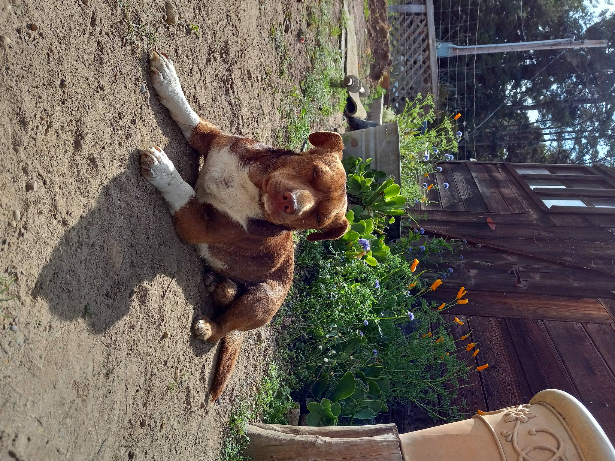 Ronin joined the competition — help win amazing prizes! carnivore, companion_dog, dog, dog_breed, fawn, flower, flowerpot, grass, horn, houseplant, landscape, liver, plant, snout, tail, terrestrial_animal, tree, trunk, wood, working_animal