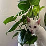 cat, white_cat, houseplant, leaf, monstera, pot, indoor, pet, chewing, whiskers, ears, green_leaf, foliage, stem, plant_pot, living_space, wall, cute, curious, portrait