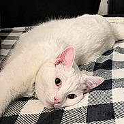 Cloud joined the competition — help win amazing prizes! cat, white_cat, pet, feline, blanket, checkered_blanket, plaid_pattern, lying_down, relaxed, close_up, portrait, pink_nose, whiskers, ears, yellow_eyes, collar, indoor, cozy, soft_fur, black_and_white