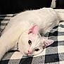 cat, white_cat, pet, feline, blanket, checkered_blanket, plaid_pattern, lying_down, relaxed, close_up, portrait, pink_nose, whiskers, ears, yellow_eyes, collar, indoor, cozy, soft_fur, black_and_white
