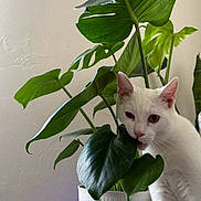 Cloud is registered to the contest to win money with this photo: cat, white_cat, houseplant, leaf, monstera, pot, indoor, pet, chewing, whiskers, ears, green_leaf, foliage, stem, plant_pot, living_space, wall, cute, curious, portrait