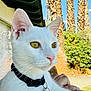 Cloud joined the competition — help win amazing prizes! white_cat, cat, pet, feline, close_up, portrait, yellow_eyes, collar, tag, bell, whiskers, paw, human_hand, outdoor, palm_trees, shrubbery, window, sunlight, ears, nose