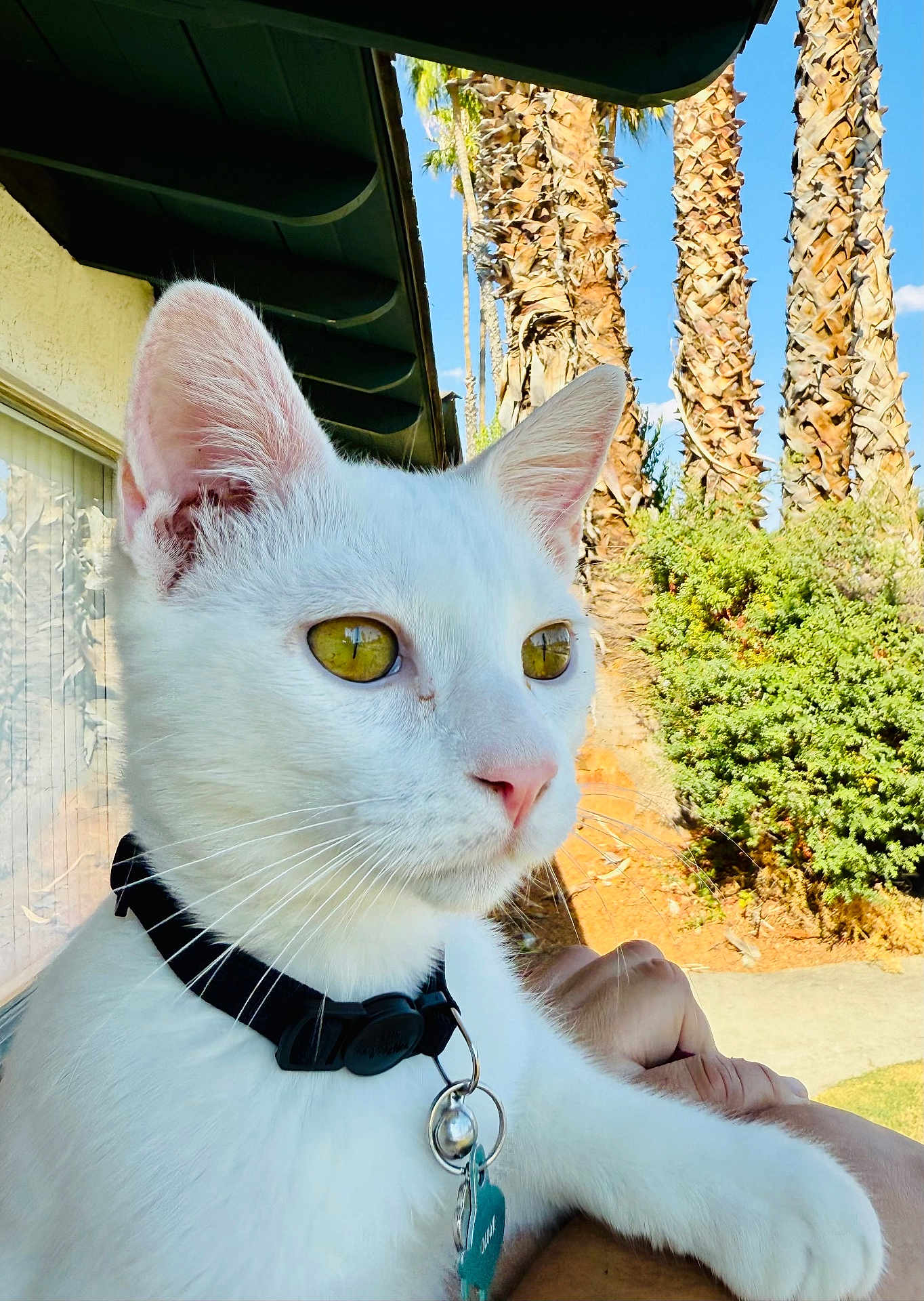 Cloud joined the competition — help win amazing prizes! white_cat, cat, pet, feline, close_up, portrait, yellow_eyes, collar, tag, bell, whiskers, paw, human_hand, outdoor, palm_trees, shrubbery, window, sunlight, ears, nose