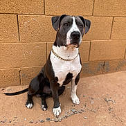 Nino joined the competition — help win amazing prizes! dog, animal, pet, sitting, black_and_white, gold_chain, brick_wall, outdoor, sand, attentive, canine, portrait, fur, ears, paws, tail, ground, muzzle, alert, companion