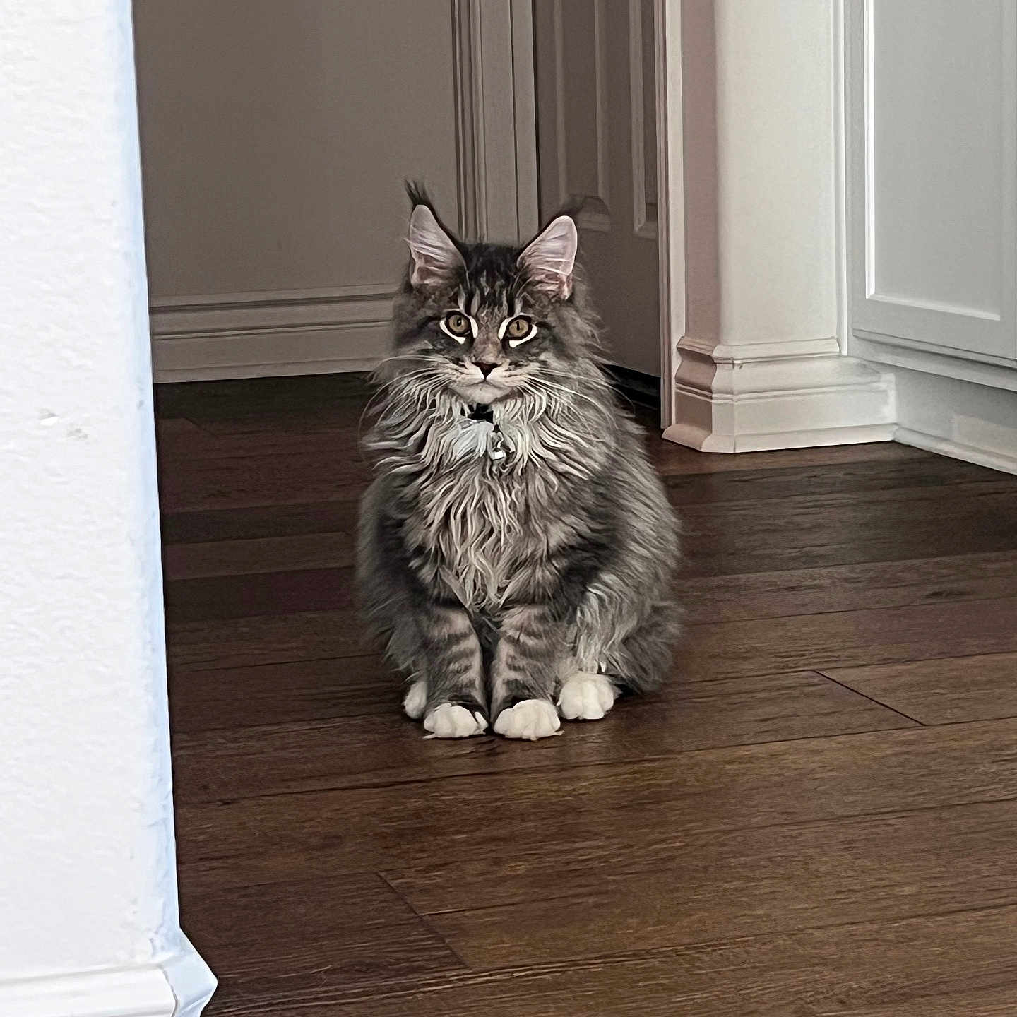 Leo joined the competition — help win amazing prizes! abyssinian, animal, brasssection, cat, door, hardwood, horn, indoors, interiordesign, kitten, manx, musicalinstrument, pet, plywood, stainedwood, wood