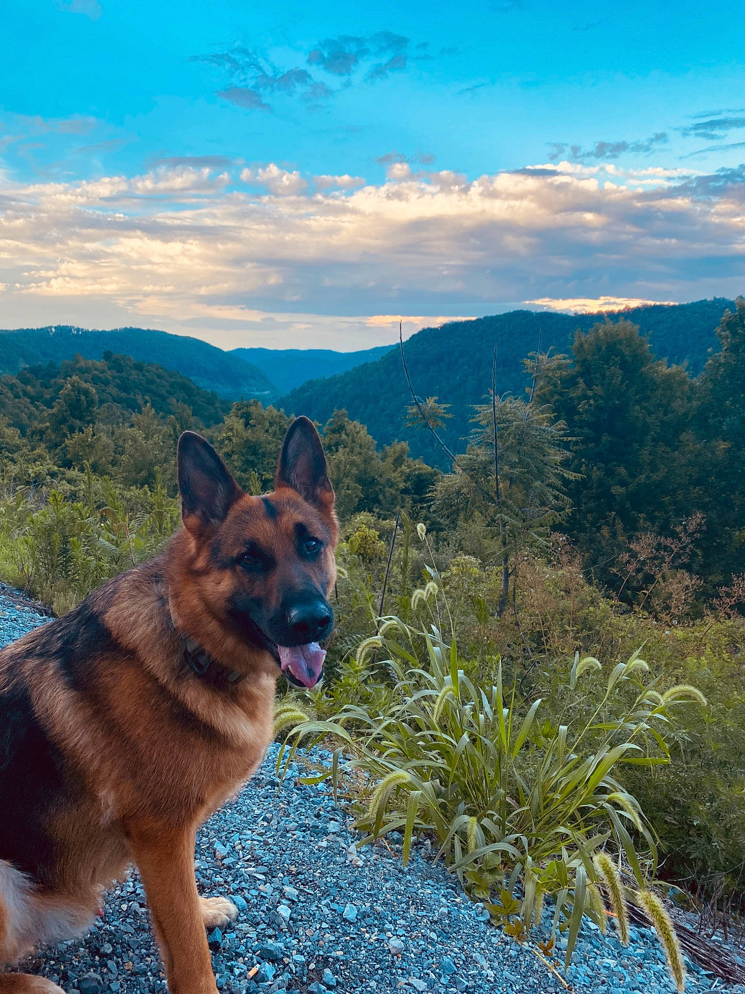 Bane is registered to the contest to win money with this photo: canidae, carnivore, cloud, collar, dog, dog_breed, fawn, garden, german_shepherd_dog, herding_dog, highland, king_shepherd, mountain, mountain_range, old_german_shepherd_dog, ridge, shrub, snout, sporting_group, wilderness