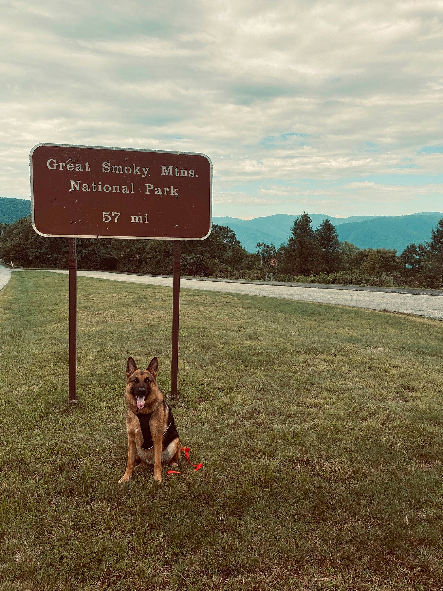 Bane is registered to the contest to win money with this photo: canidae, carnivore, collar, companion_dog, cumulus, dog, dog_breed, herding_dog, hunting_dog, sign, signage, sporting_group, working_dog