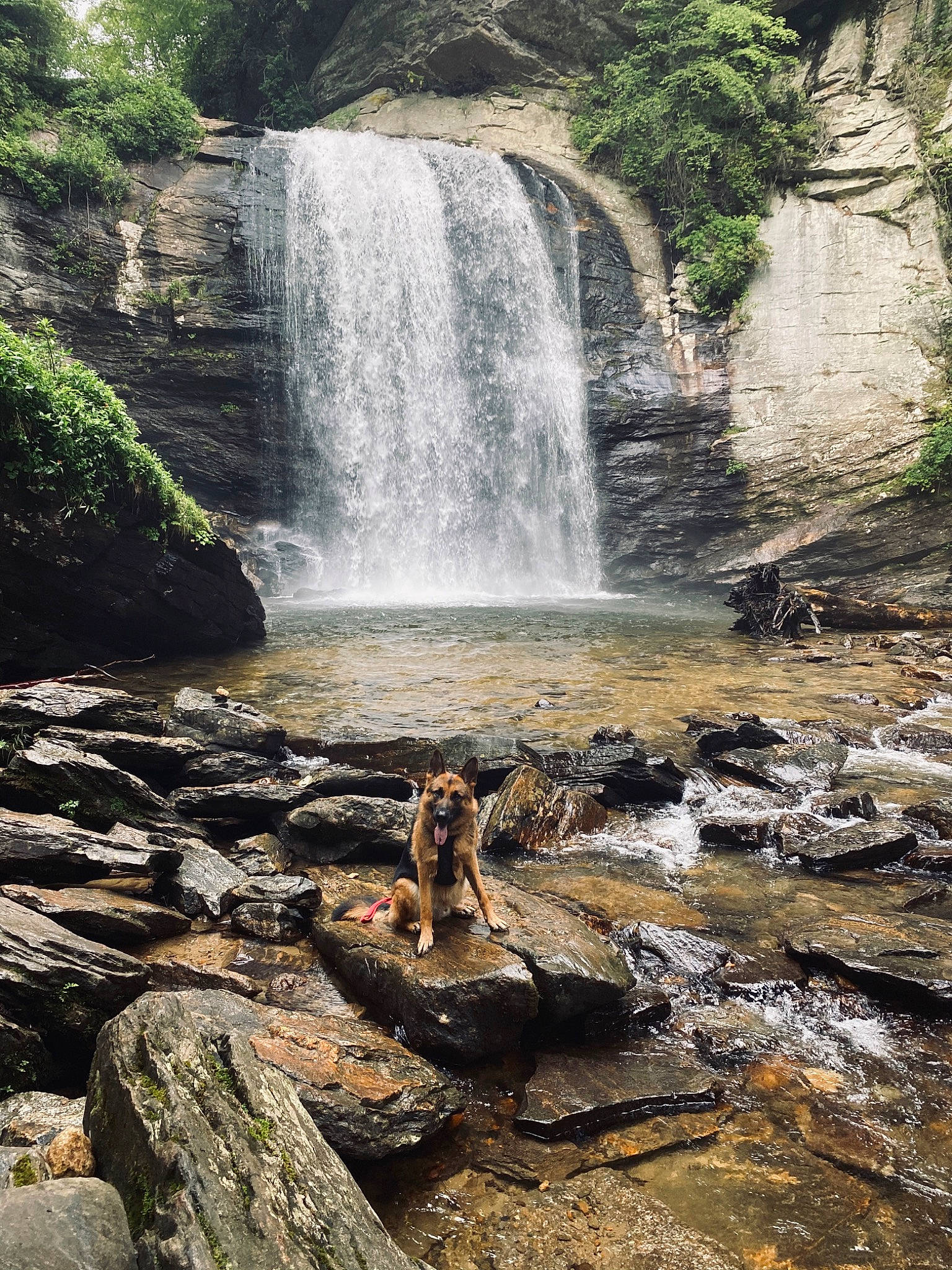 Bane joined the competition — help win amazing prizes! bedrock, body_of_water, canidae, carnivore, creek, fluvial_landforms_of_streams, formation, mineral_spring, mountain_river, natural_landscape, nature, river, rock, spring, stream, stream_bed, water_feature, water_resources, watercourse, waterfall