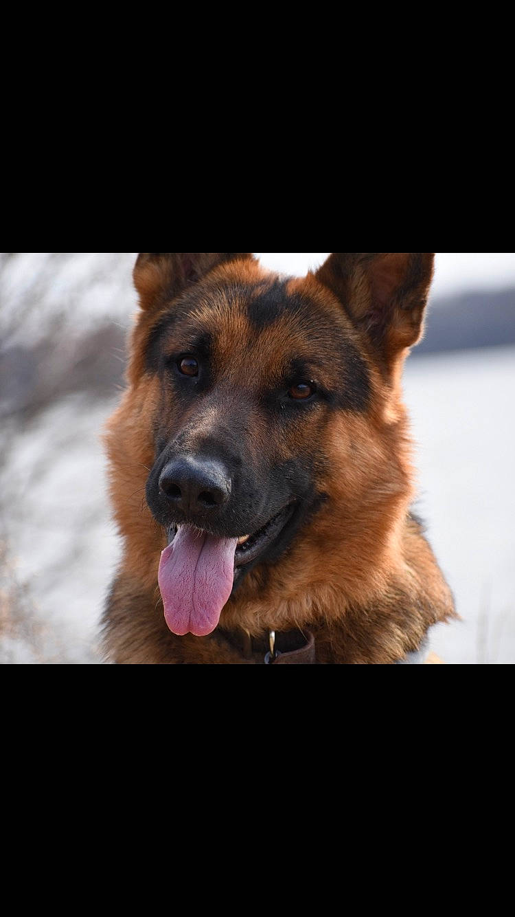 Bane is registered to the contest to win money with this photo: beige, brown, canidae, carnivore, collar, dog, dog_breed, fawn, fur, guard_dog, herding_dog, jaw, liver, police_dog, snout, sporting_group, tongue, whiskers, working_animal, working_dog