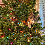 Lily is registered to the contest to win money with this photo: animal, branch, cat, christmas_lights, christmas_tree, cozy, curious, cute, decorations, feline, festive, greenery, holiday, home, indoor, kitten, lighting, pet, window, young