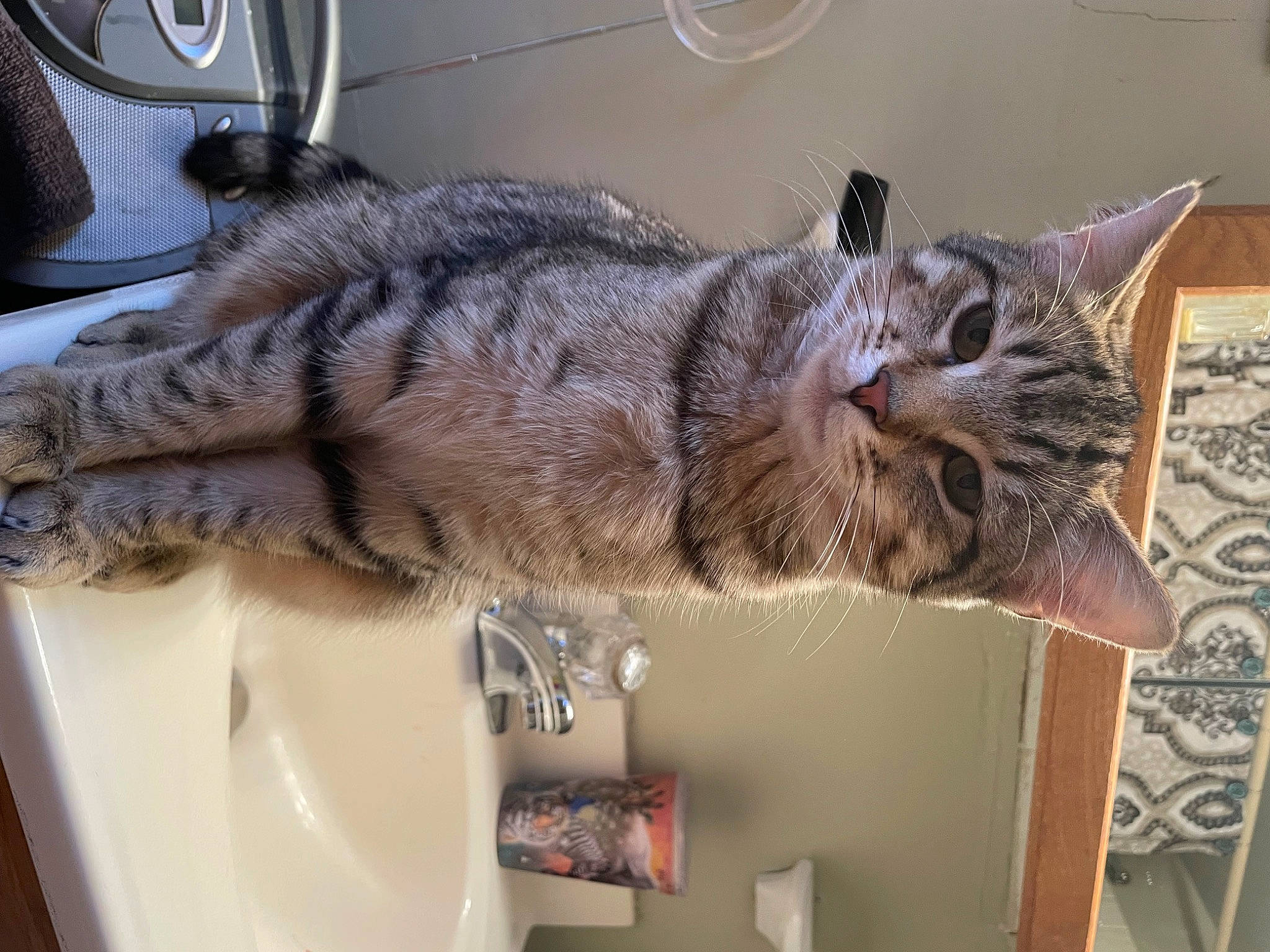 Tucker joined the competition — help win amazing prizes! bobcat, carnivore, cat, claw, domestic_short_haired_cat, felidae, fur, lynx, paw, small_to_medium_sized_cats, snout, tail, whiskers, window