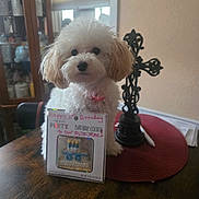 Mila Mae joined the competition — help win amazing prizes! dog, birthday, cookie, table, placemat, cross, decor, cabinet, curly_fur, white_dog, pet, indoor, celebration, package, cute, fluffy, small_dog, collar, wooden_table, window
