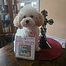 dog, birthday, cookie, table, placemat, cross, decor, cabinet, curly_fur, white_dog, pet, indoor, celebration, package, cute, fluffy, small_dog, collar, wooden_table, window