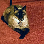 Magic is registered to the contest to win money with this photo: cat, siamese_cat, pet, animal, feline, collar, tag, paws_crossed, carpet, indoor, resting, fur, brown, black, whiskers, ears, eyes, cute, domestic_animal, relaxed