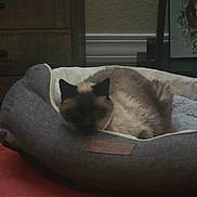 Magic is registered to the contest to win money with this photo: animal, calm, cat, comfortable, cozy, cute, domestic, feline, framed_art, fur, gray, home, indoor, pet_bed, quiet, red_carpet, relaxation, resting, sleeping, wooden_furniture