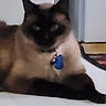 animal, black, blur, brown, cat, closeup, collar, door, ears, face, feline, floor, fur, indoor, pet, resting, shadow, siamese, tag, wall