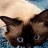 cat, siamese_cat, blue_eyes, close_up, fluffy, fur, ears, pet, animal, indoor, blanket, cozy, cute, whiskers, face, portrait, feline, resting, soft, curious