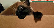 Magic joined the competition — help win amazing prizes! animal, black_fur, brown, cardboard_box, cat, curious, cute, feline, fun, household, indoor, love, paw, peek, pet, playful, sitting, text_overlay, whiskers, wide_eyes