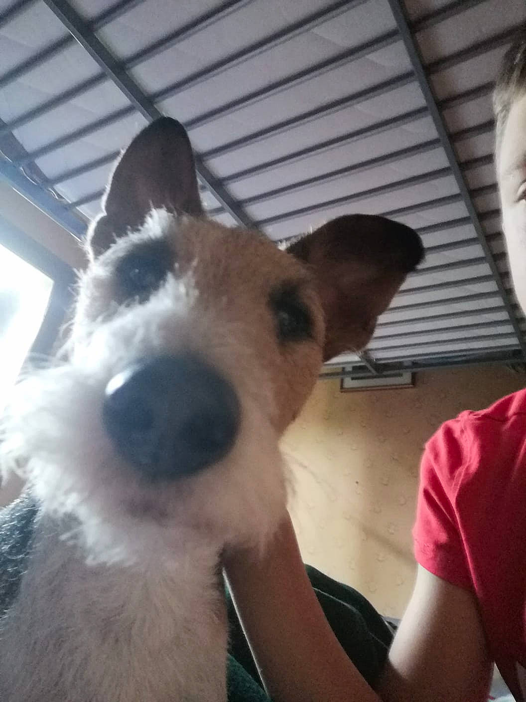 Eliot participe au concours pour gagner de l'argent avec cette photo : canidae, carnivore, collar, companion_dog, dog, dog_breed, ear, fawn, fur, jaw, metal, non_sporting_group, pet_supply, snout, sporting_group, t_shirt, terrestrial_animal, terrier, whiskers, working_animal