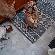 Molly Mae joined the competition — help win amazing prizes! dog, brown_dog, white_dog, blue_collar, kitchen, rug, floor, wooden_cabinets, plastic_bag, pet, domestic, indoor, begging, sniffing, tile_floor, curious, cute, animal, companion, home