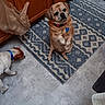 dog, brown_dog, white_dog, blue_collar, kitchen, rug, floor, wooden_cabinets, plastic_bag, pet, domestic, indoor, begging, sniffing, tile_floor, curious, cute, animal, companion, home
