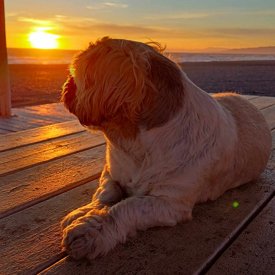 Hugo a rejoint le concours — aidez-le/la à gagner de superbes lots ! animal, beach, calm, dog, evening, fur, golden_hour, nature, ocean, outdoor, peaceful, pet, relaxing, scenic, silhouette, sky, sunlight, sunset, warm_light, wooden_deck