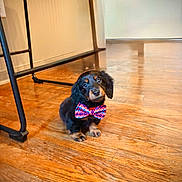 Biscuit joined the competition — help win amazing prizes! puppy, dog, bow_tie, black_dog, small_dog, wooden_floor, indoor, pet, cute, animal, floor, sitting, looking_up, young_dog, domestic_animal, fur, ears, eyes, four_legs, adorable