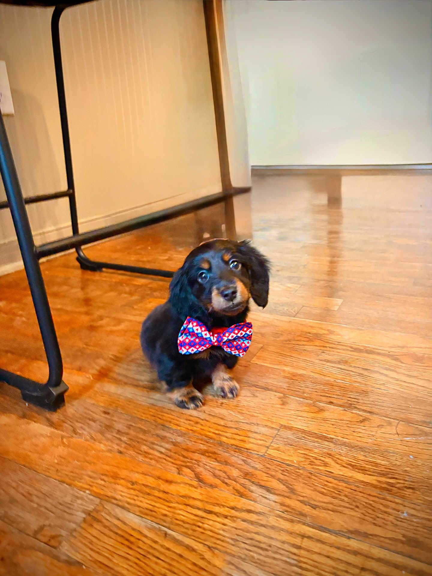 Biscuit joined the competition — help win amazing prizes! puppy, dog, bow_tie, black_dog, small_dog, wooden_floor, indoor, pet, cute, animal, floor, sitting, looking_up, young_dog, domestic_animal, fur, ears, eyes, four_legs, adorable