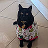 Spooky joined the competition — help win amazing prizes! animal, black_cat, cat, clothing, collar, cute, domestic_animal, feline, floor, grinch, holiday_theme, indoors, mischievous, paw_print, pet, shirt, sitting, tag, tile_floor, wide_eyes