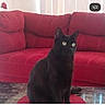Spooky joined the competition — help win amazing prizes! alert, animal, black_cat, bright_eyes, cat, curtains, cute, domestic_animal, feline, floor, fur, furniture, home, indoor, living_room, mat, pet, red_couch, sitting, whiskers