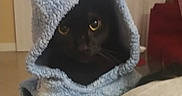 Spooky joined the competition — help win amazing prizes! animal, black_cat, blue_hood, cat, close_up, cozy, cute, domestic, eyes, face, feline, furry, hood, indoor, looking, mystery, pet, portrait, snug, soft_texture