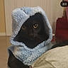animal, black_cat, blue_hood, cat, close_up, cozy, cute, domestic, eyes, face, feline, furry, hood, indoor, looking, mystery, pet, portrait, snug, soft_texture