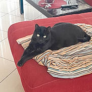 Spooky joined the competition — help win amazing prizes! animal, black_cat, cat, cozy, domestic_animal, ears, eyes, feline, floor_tiles, home, indoor, lying_down, pet, red_couch, relaxed, remote_control, resting, striped_blanket, table, whiskers