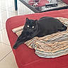 animal, black_cat, cat, cozy, domestic_animal, ears, eyes, feline, floor_tiles, home, indoor, lying_down, pet, red_couch, relaxed, remote_control, resting, striped_blanket, table, whiskers