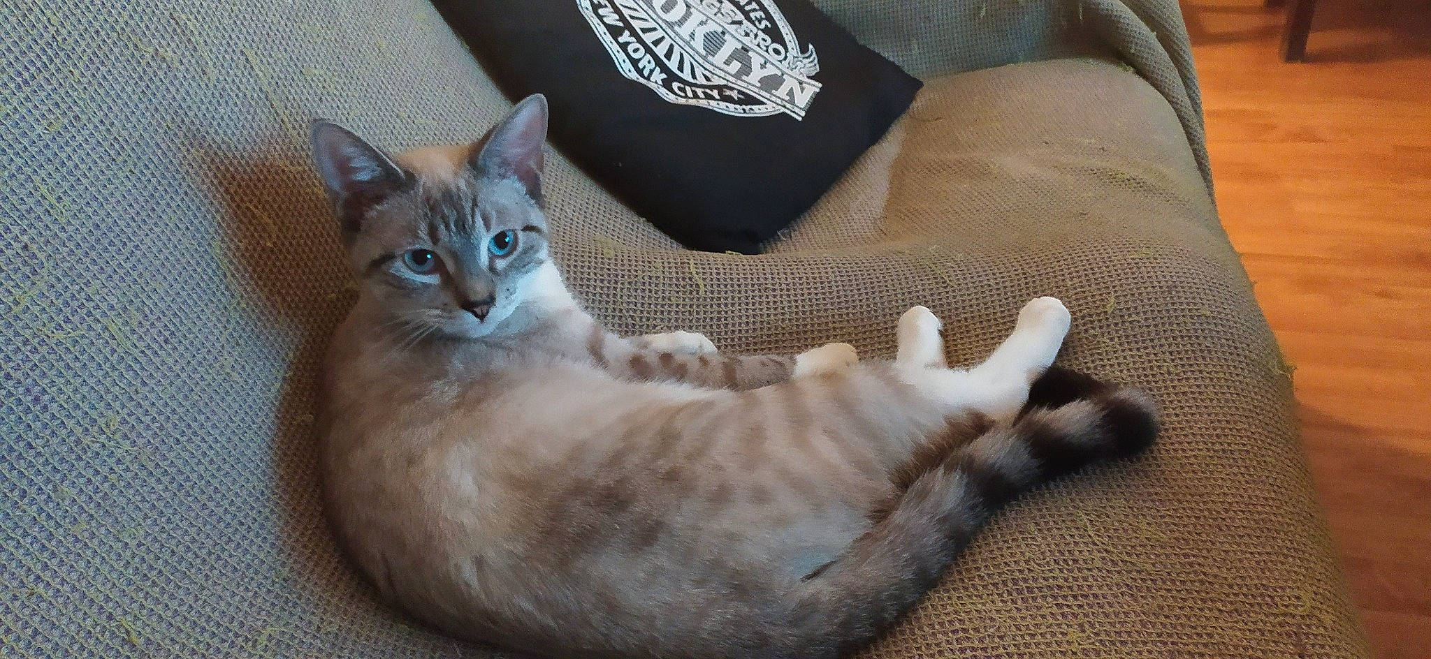 Akina participe au concours pour gagner de l'argent avec cette photo : carnivore, cat, comfort, couch, domestic_short_haired_cat, fawn, felidae, fur, living_room, paw, pet_supply, pillow, small_to_medium_sized_cats, snout, tail, throw_pillow, vertebrate, whiskers