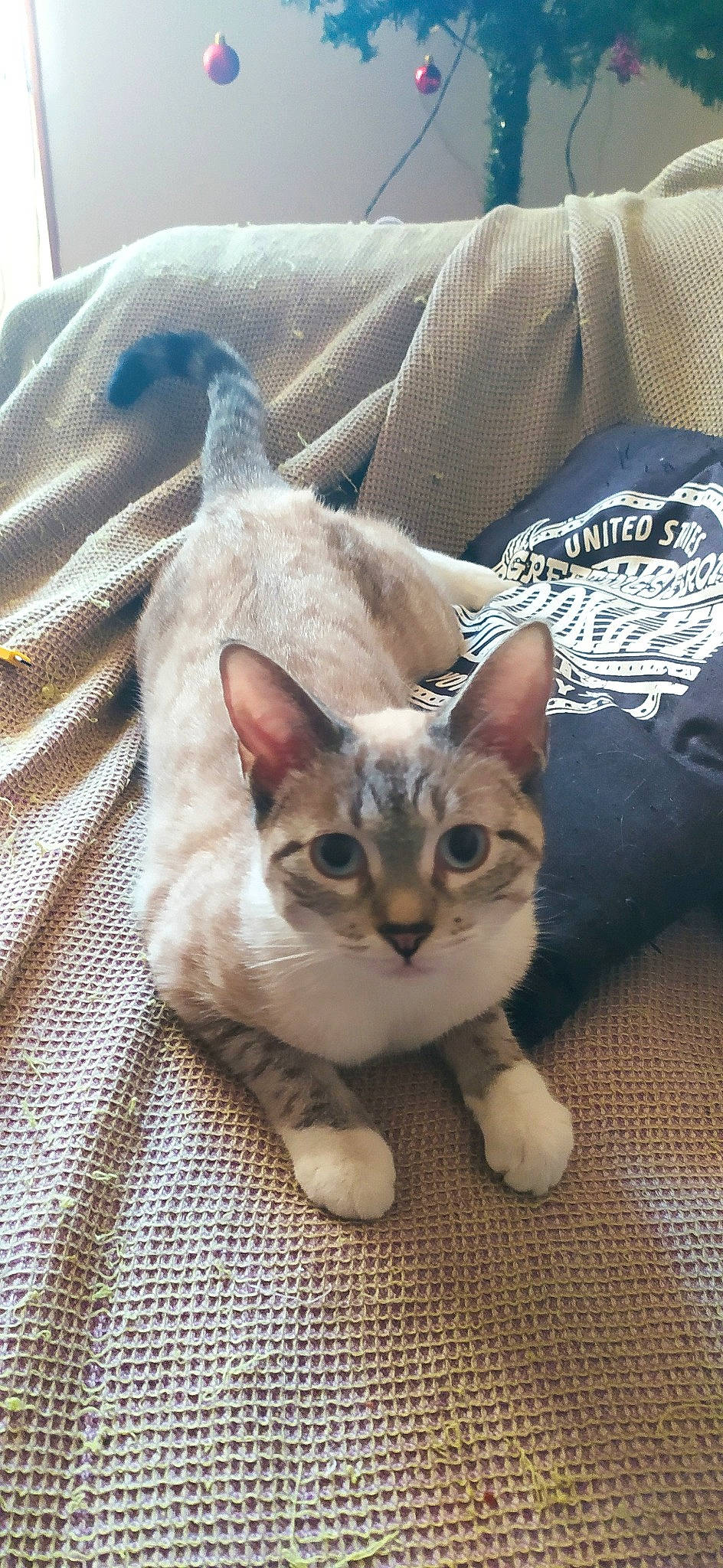 Akina participe au concours pour gagner de l'argent avec cette photo : carnivore, cat, domestic_short_haired_cat, fawn, felidae, fur, kitten, linens, small_to_medium_sized_cats, snout, vertebrate, whiskers