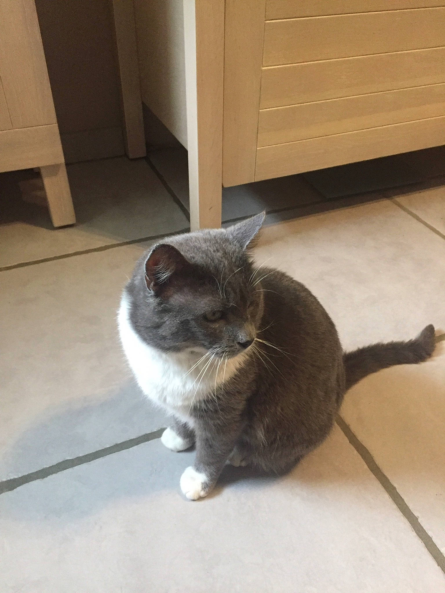 Grisou a rejoint le concours — aidez-le/la à gagner de superbes lots ! black_cat, cabinetry, carnivore, cat, comfort, domestic_short_haired_cat, fawn, felidae, floor, flooring, grey, hardwood, paw, plant, small_to_medium_sized_cats, snout, tail, whiskers, window, wood