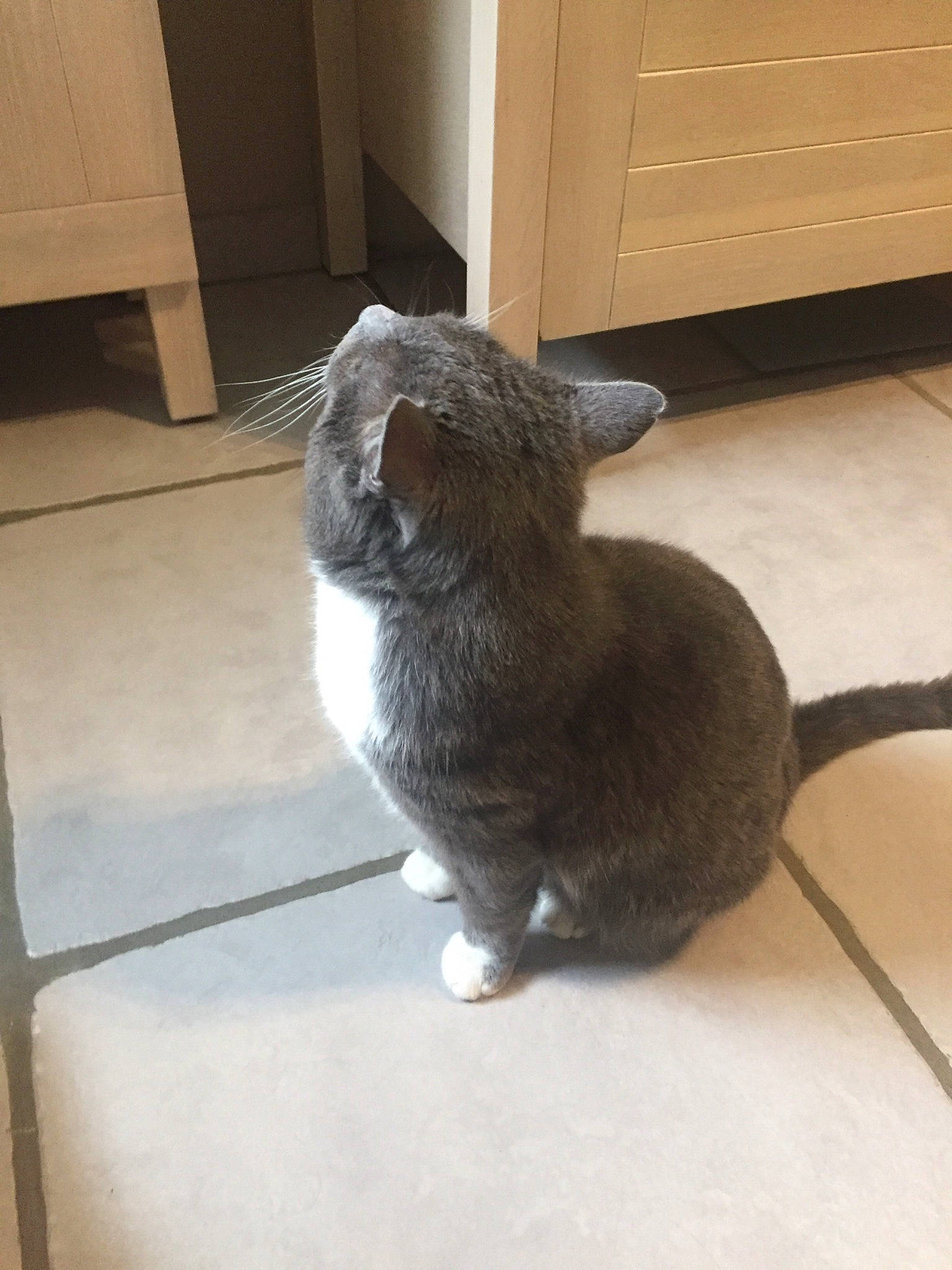 Grisou a rejoint le concours — aidez-le/la à gagner de superbes lots ! carnivore, cat, comfort, domestic_rabbit, domestic_short_haired_cat, felidae, floor, flooring, fur, grey, hardwood, paw, rabbit, rabbits_and_hares, small_to_medium_sized_cats, tail, terrestrial_animal, whiskers, window, wood