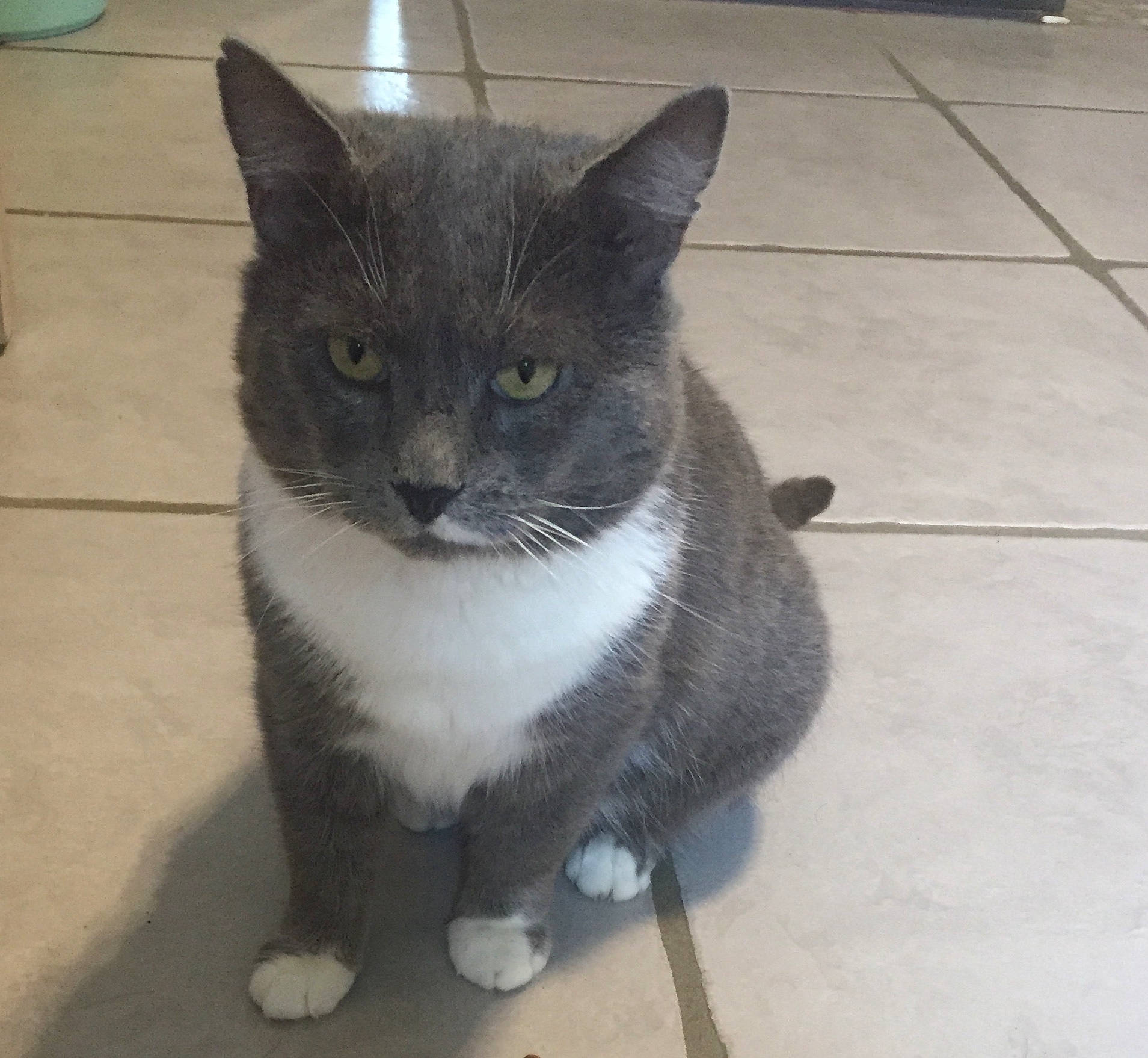 Grisou a rejoint le concours — aidez-le/la à gagner de superbes lots ! carnivore, cat, domestic_short_haired_cat, eye, felidae, floor, flooring, fur, grey, paw, road_surface, sitting, small_to_medium_sized_cats, snout, tail, terrestrial_animal, tile_flooring, whiskers, window