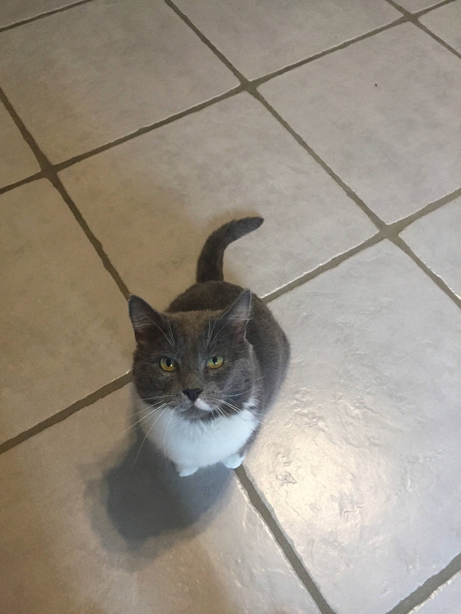 Grisou participe au concours pour gagner de l'argent avec cette photo : black_cat, carnivore, cat, domestic_short_haired_cat, felidae, floor, flooring, fur, grey, hardwood, road_surface, shadow, small_to_medium_sized_cats, snout, tail, terrestrial_animal, tile, tile_flooring, whiskers, wood