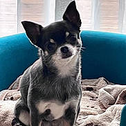 Câline a rejoint le concours — aidez-le/la à gagner de superbes lots ! dog, small_dog, chihuahua, pet, indoor, blanket, chair, blue_chair, fur, cute, animal, companion, cozy, seated, head_tilt, window, natural_light, domestic_animal, resting, curious