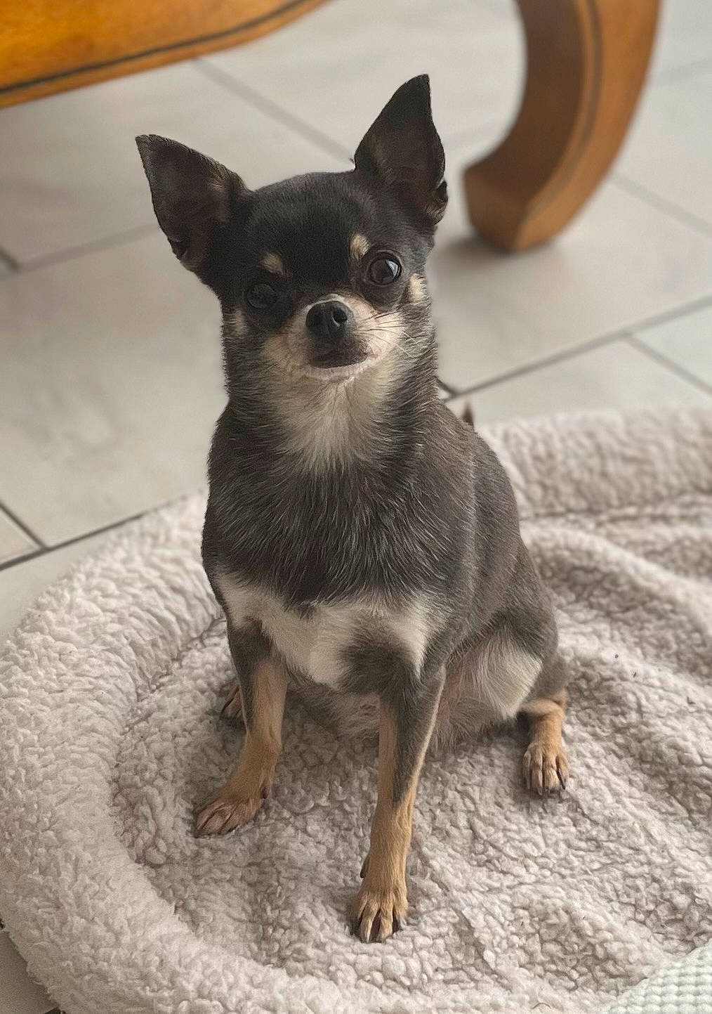 Câline participe au concours pour gagner de l'argent avec cette photo : canidae, carnivore, chihuahua, companion_dog, corgi_chihuahua, dog, dog_breed, ear, fawn, fur, grey, head, puppy, russkiy_toy, small_terrier, snout, sporting_group, toy_dog, whiskers, working_animal