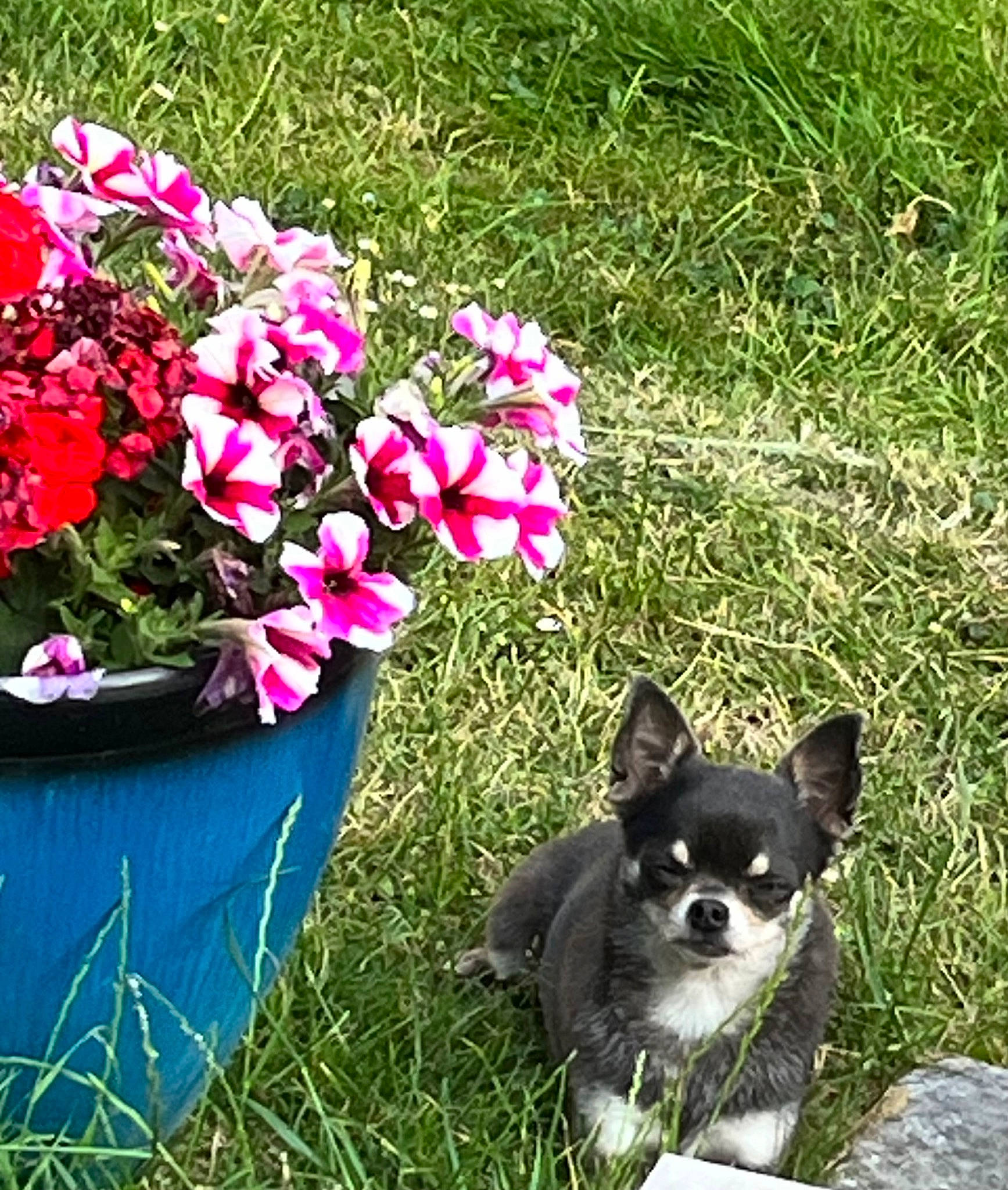 Câline participe au concours pour gagner de l'argent avec cette photo : annual_plant, carnivore, companion_dog, dog, dog_breed, fawn, flower, flowerpot, grass, groundcover, herbaceous_plant, houseplant, leaf, petal, plant, shrub, snout, sporting_group, toy_dog, working_animal