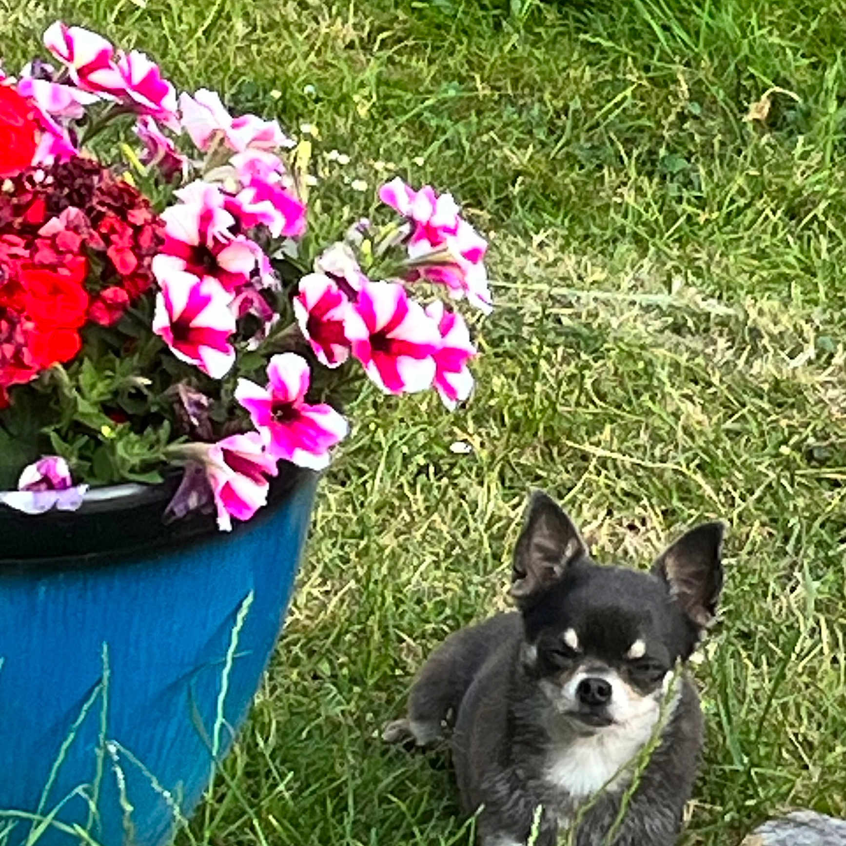 Câline
