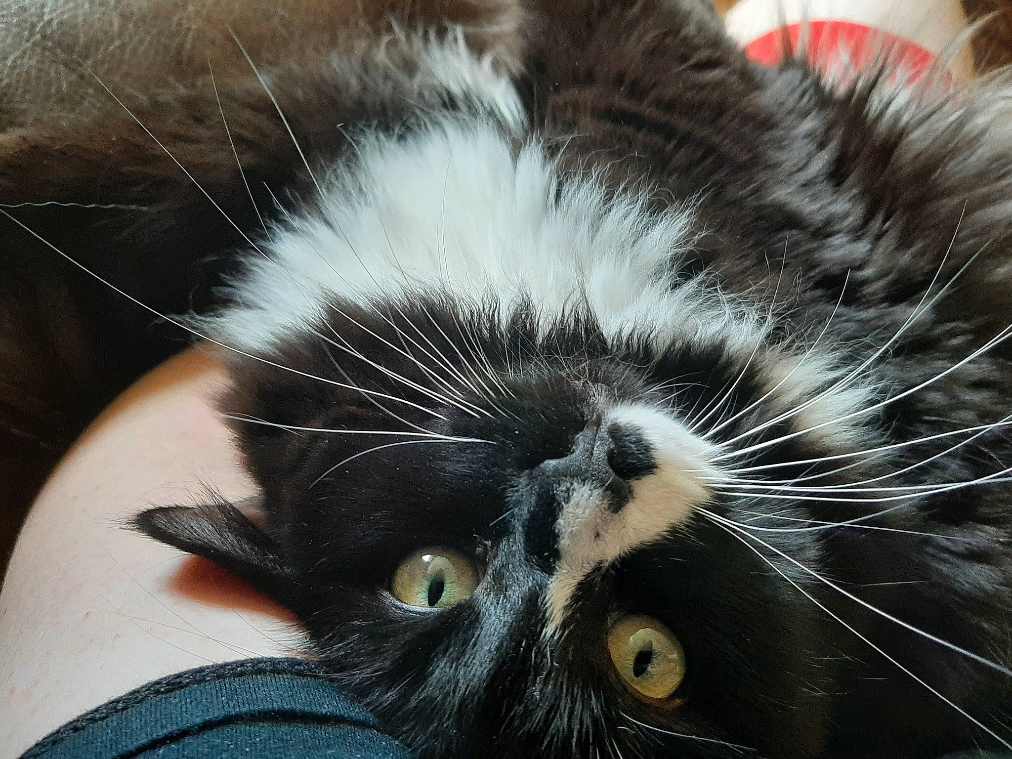 Milo is registered to the contest to win money with this photo: carnivore, cat, claw, close_up, comfort, domestic_short_haired_cat, ear, eye, felidae, foot, fur, hair, head, iris, nose, paw, small_to_medium_sized_cats, snout, tail, whiskers