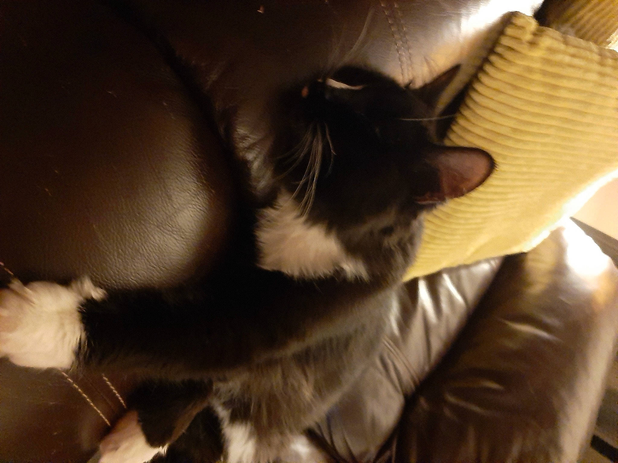 Milo joined the competition — help win amazing prizes! carnivore, cat, claw, cloud, comfort, domestic_short_haired_cat, felidae, fur, gesture, human_leg, lap, paw, room, shadow, sitting, small_to_medium_sized_cats, snout, tail, tints_and_shades, whiskers