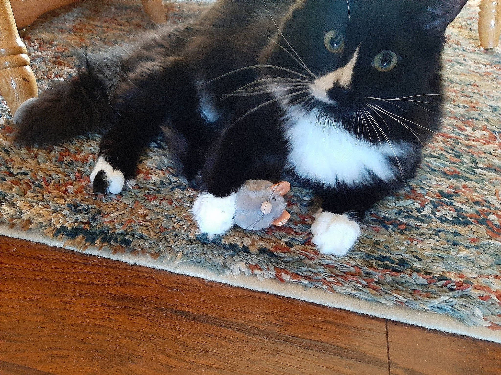 Milo is registered to the contest to win money with this photo: black_cat, carnivore, cat, claw, domestic_short_haired_cat, felidae, floor, flooring, fur, hardwood, human_leg, pattern, paw, small_to_medium_sized_cats, tail, terrestrial_animal, varnish, whiskers, wood, wood_stain