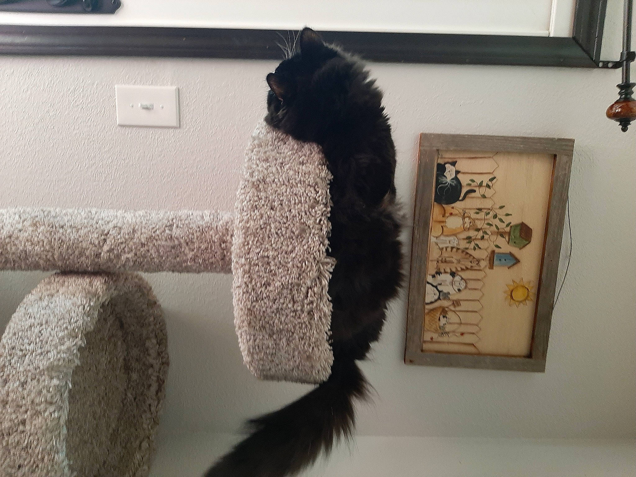 Milo is registered to the contest to win money with this photo: art, bombay, computer_keyboard, felidae, flooring, fur, grey, laptop, natural_material, picture_frame, room, small_to_medium_sized_cats, stuffed_toy, tail, toy, visual_arts, window, wood, wool